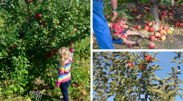 Autumn Apple Picking