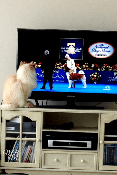 Cat Watching Dog Show